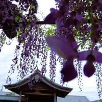 浜松旅行・西法寺公園の藤