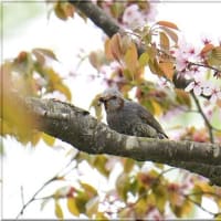 滅多に撮らない鳥だけど・