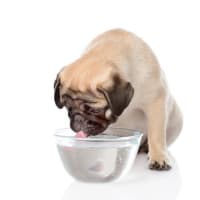 犬は汗をかかない