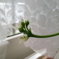 ハエトリグサの長〜く伸びた茎に花
