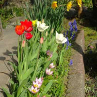 庭のチューリップ（１）玄関脇の小花壇