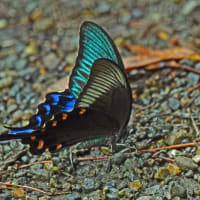 カラスアゲハ♂の青緑色が輝く姿と～モンキチョウと花・チョウトンボ♂の美しく輝く姿・・・