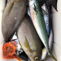 2号船午前便タテ釣り、午後便イサキ釣り