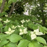ヤマボウシ(山法師)とハナミズキ(花水木)