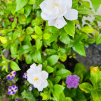 花とタペストリー