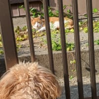 猫探し