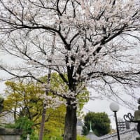 護国寺の桜（その１）