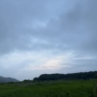 庭に勝手に生えてきた赤紫蘇の恵み