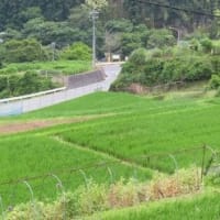 田舎へ　６月　④