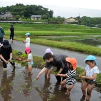 田植え
