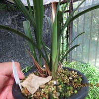 寒蘭新芽
