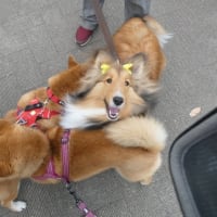 ビフォーアフターも色々あるけどね　☆　柴犬・空海くん　かじる！イエ～イ