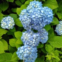 紫陽花