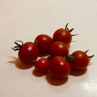 家庭菜園で初トマト収穫🍅