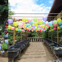 おふさ観音　提灯まつり＆風鈴祭り