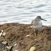 05/29探鳥記録写真：狩尾岬の鳥たち（キアシシギ三昧、）