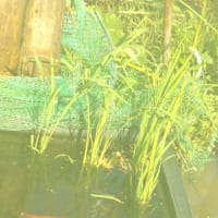 稲で水質改善？