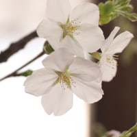 桜の花展