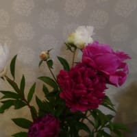 お花紹介♪