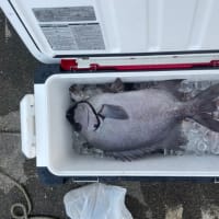 １３日・釣果
