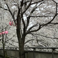 雨の止みまに川の桜と西洋椿の美しさ