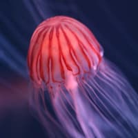 四国水族館Ⅱ