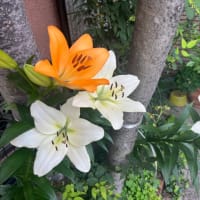 6月2日（月）神戸に下見遠足