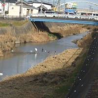 鷺カワウ鴨のんびりと冬の川（新河岸川・貝塚橋近く）