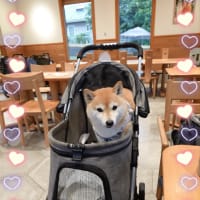 昨日は雨の中