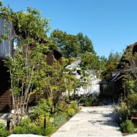 菊水酒造　「KIKUSUI蔵GADENカフェ」　新発田市