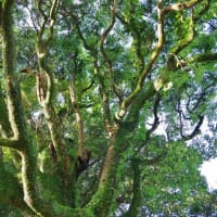 高知県室戸市、元甲「岩戸神社のクスノキ」です！！