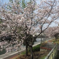 今年も桜を見に。