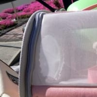 ピーコと　ミニドライブ　しました～♬　