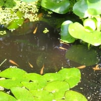 7月初めのビオトープ水槽