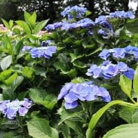 権現堂公園のアジサイ