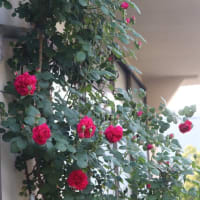 ☆咲くのは赤・濃いピンクのバラ