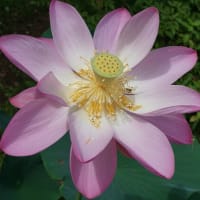夏の花：大賀蓮