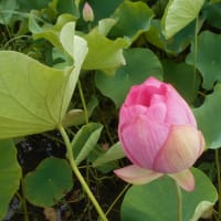 蓮の花咲いたと思ったらいつの間にか