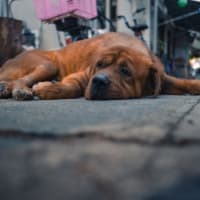 🐕 犬食の歴史