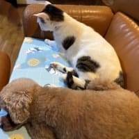 マロたん、遠慮の隙間？