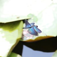 睡蓮の花咲く池で翔回るチョウトンボ