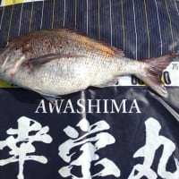 岩ゆりが咲きました