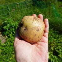 芋を掘り起こす