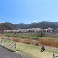 車窓からお花見