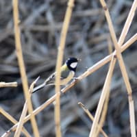 シジュウカラの可愛いさ