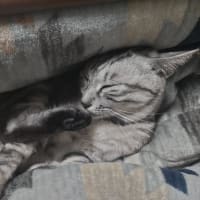 仕事を始めました