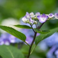 ぷちツー：紫陽花の日本寺へ（その2：あじさい遊歩道）