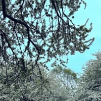 若葉の輝き富士のエナジー・・・富士山めぐりと信州春旅2025＜５＞