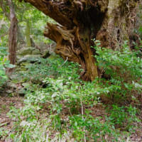 愛媛県大洲市、豊茂甲「豊茂のコガノキ」（市指定）です！！