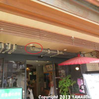 ツバメ（営巣）（京都府宇治市宇治／平等院表参道）